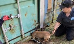 Dog Rescued from Beneath Shipping Container in Escambia County