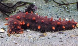 Aquavoltaics Boost Sea Cucumber Farming, Study Finds