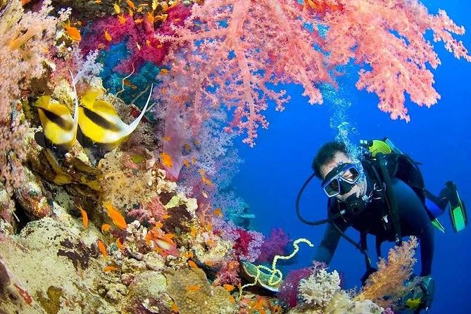 https://www.viator.com/tours/Hurghada/Red-Sea-Snorkeling/d800-3124HRG07
