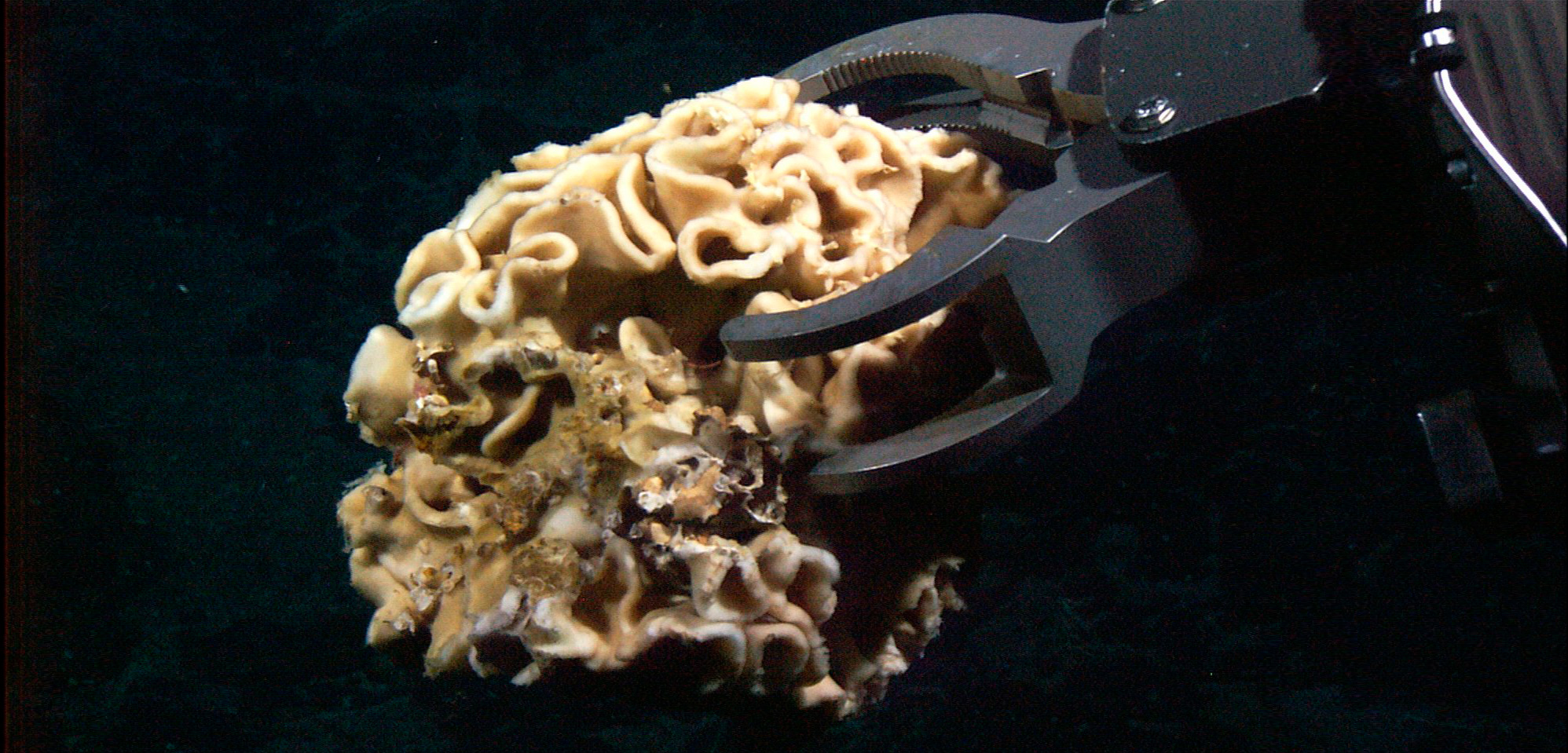 Header Xenohyophores, photo credit: https://hakaimagazine.com/news/the-deep-oceans-free-real-estate/